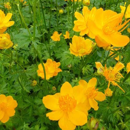 Kogelboterbloem Golden Queen - Trollius chinensis golden queen - Tuinplanten