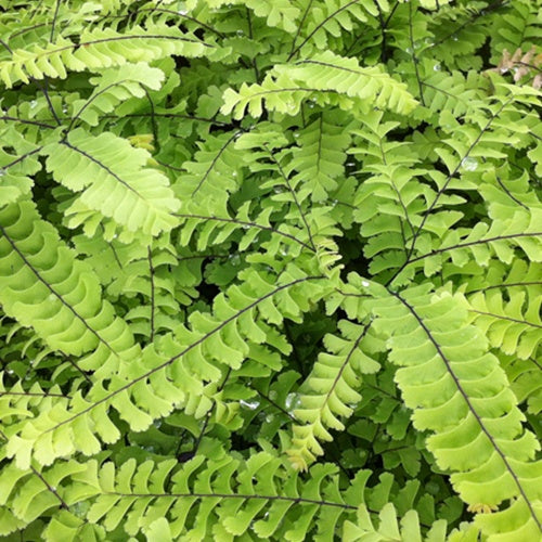 Capillaire Imbricatum - Bakker