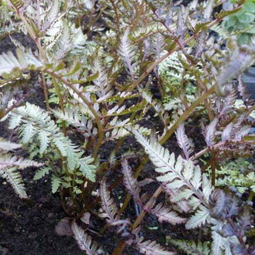 Wijfjesvaren Pewter Lace - Athyrium niponicum pewter lace - Kamerplanten