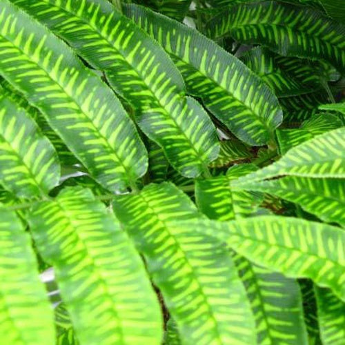 Chinese bamboevaren - Bakker