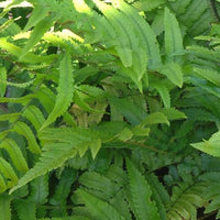 Niervaren - Dryopteris cycadina (atrata) - Kamerplanten