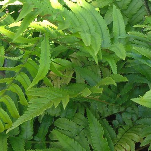 Niervaren - Dryopteris cycadina (atrata) - Kamerplanten