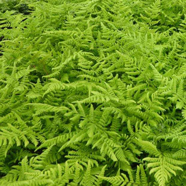 Vaste planten - Brede stekelvaren - Dryopteris dilatata