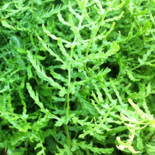 Dryopteris filix-mas linearis polydactyla - Niervaren Linearis Polydactyla - Varens
