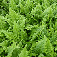 Mannetjesvaren 'Cristata' - Dryopteris filix-mas cristata - Kamerplanten