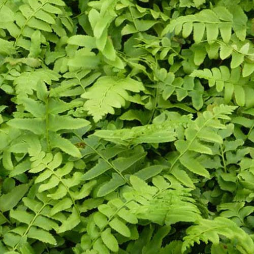 Naaldvaren - Polystichum acrostichoides - Tuinplanten