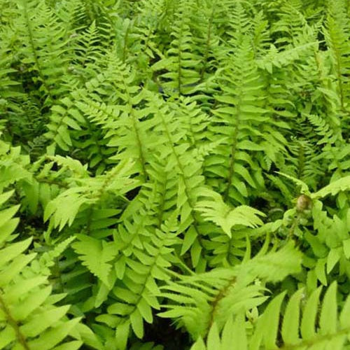 Zwaardvaren - Polystichum munitum - Tuinplanten