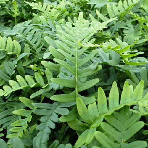 Eikvaren - Polypodium vulgare - Kamerplanten