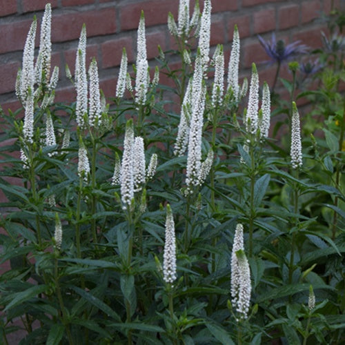 Ereprijs First Lady - Veronica longifolia first lady - Tuinplanten