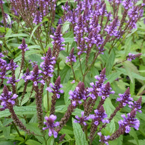 Ijzerhard hastée - Verbena hastata - Tuinplanten