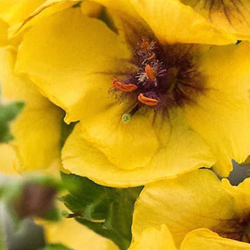 Toorts Costwold Queen - Verbascum cotswold queen - Tuinplanten