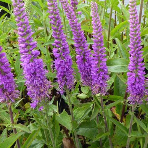 Ereprijs Purpleicious - Bakker