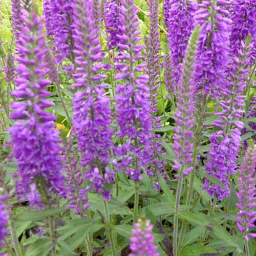 Ereprijs Eveline - Bakker