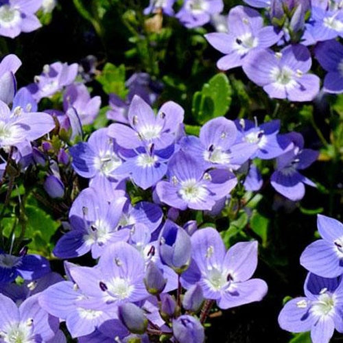 Ereprijs 'Liwanensis' - Veronica liwanensis - Tuinplanten