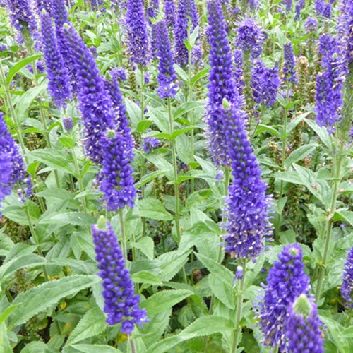 Ereprijs Marietta - Veronica longifolia marietta - Tuinplanten