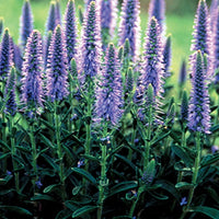 Ereprijss in aarvorm (x3) - Veronica spicata - Tuinplanten