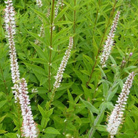 Scrophulariaceae Diana - Veronicastrum virginicum diana - Tuinplanten