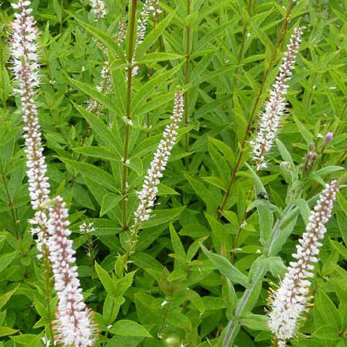 Scrophulariaceae Diana - Veronicastrum virginicum diana - Tuinplanten