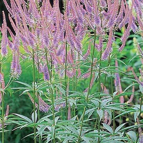 Scrophulariaceae Green Tip - Bakker