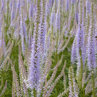 Scrophulariaceae Lavendelturm - Veronicastrum virginicum lavendelturm - Tuinplanten