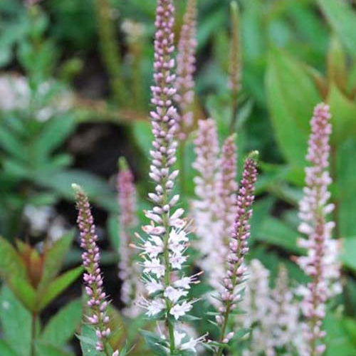 Scrophulariaceae Pink Glow - Veronicastrum virginicum pink glow - Tuinplanten