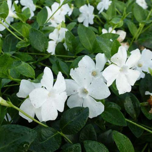 Maagdenpalm Alba (x3) - Vinca minor alba - Tuinplanten