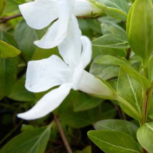 Grote maagdenpalm Alba (x3) - Vinca major alba - Tuinplanten