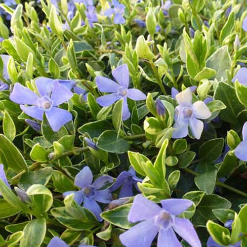 Maagdenpalm Aureovariegata (x3) - Vinca minor aureovariegata - Tuinplanten