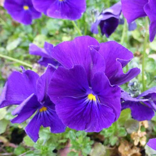 Viooltje Martin (x3) - Viola cornuta martin - Tuinplanten