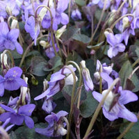 Viooltje Labrador (x3) - Viola labradorica - Tuinplanten