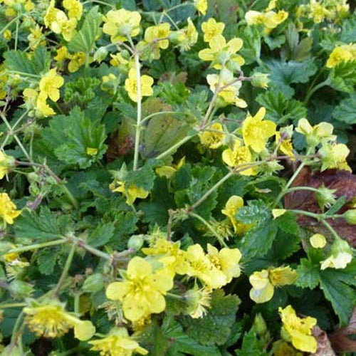 Geelvlezige Waldsteinia - Bakker