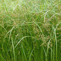Cypergras - Cyperus longus - Bakker
