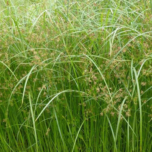 Cypergras - Cyperus longus - Bakker