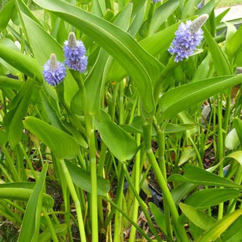 Snoekkruid - Pontederia lanceolata - Vijvers