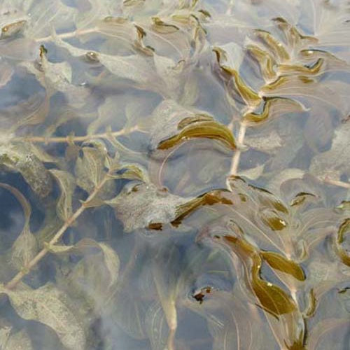 Doorgroeiend fonteinkruid - Bakker