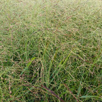 Vingergras 'Rehbraum' - Panicum vingatum rehbraum - Heesters en vaste planten