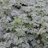 Alsem 'Powis Castle' - Artemisia powis castle - Tuinplanten