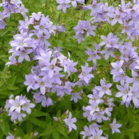 Klokjesbloem 'Loddon Anna' - Campanula lactiflora loddon anna - Tuinplanten