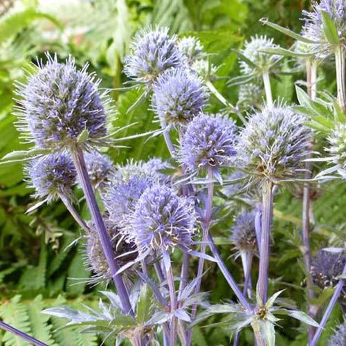 Blauwe distel - Eryngium planum - Heesters en vaste planten