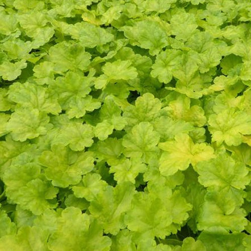 Purperklokje 'Sweet Tart' - Heuchera sweet tart - little cutie series - Tuinplanten