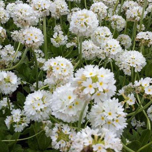 Sleutelbloem - Bakker