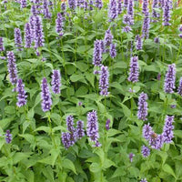 Dropnetel Black Adder - Agastache 'black adder' - Tuinplanten