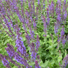 Salie 'Blaukönigin' - Salvia nemorosa Blaukönigin - Tuinplanten