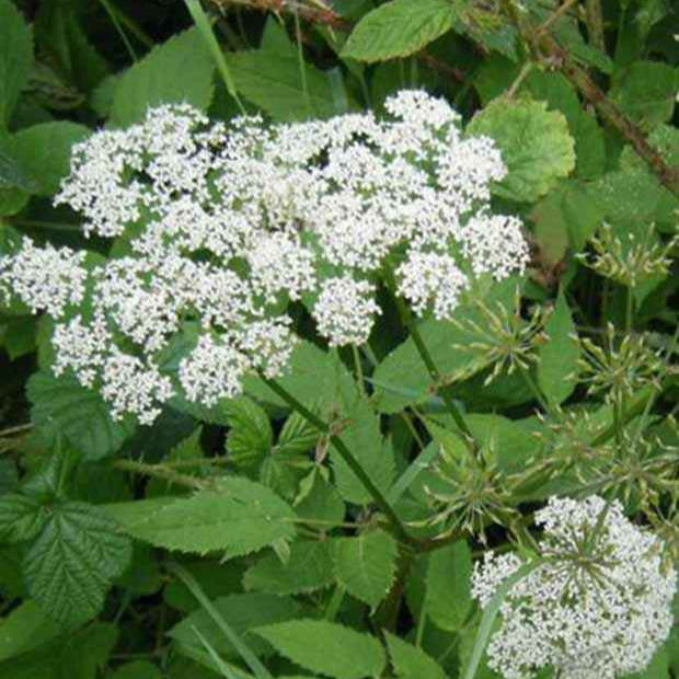 Zevenblad - Aegopodium podagraria - Tuinplanten