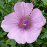 Hennepbladstokroos - Althaea cannabina - Tuinplanten