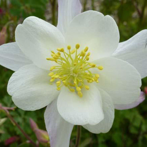 Akelei Snow Queen Akelei Reine des Neiges - Bakker