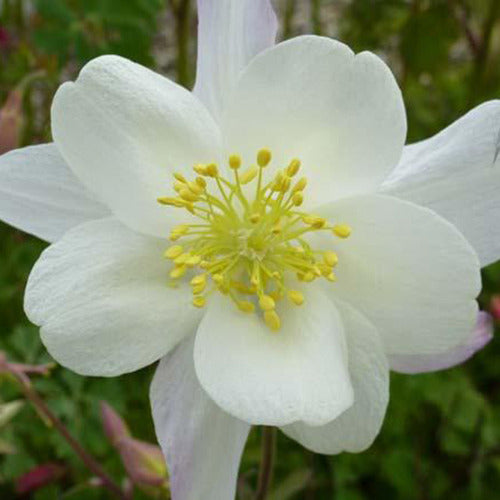 Akelei Snow Queen Akelei Reine des Neiges (x3) - Aquilegia snow queen - Tuinplanten