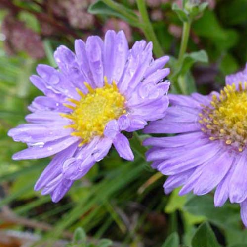 Aster amellus - Bergaster