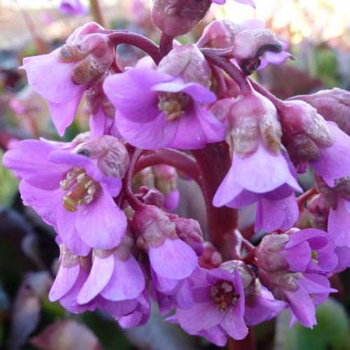 Schoenlappersplant pourpre - Bergenia purpurascens - Tuinplanten