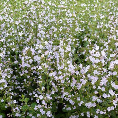 Calamintha nepeta subsp. nepeta - Bergsteentijm Clinopodium nepeta - Bergsteentijm